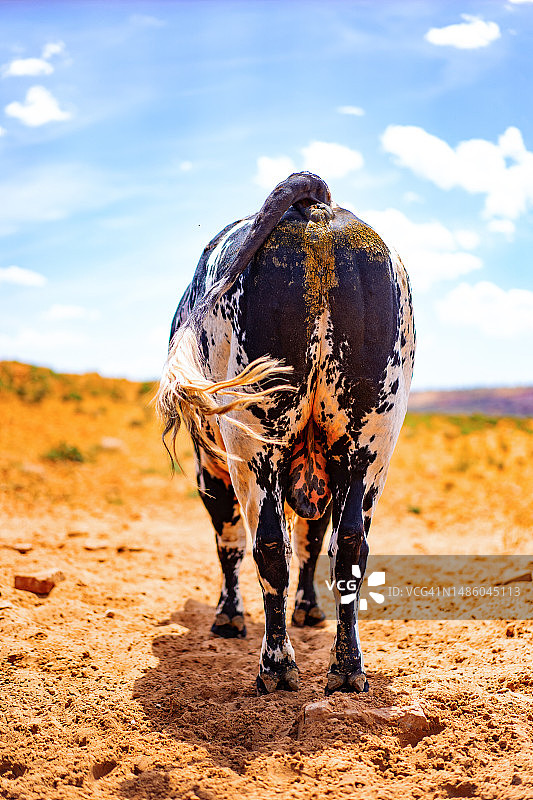 亚利桑那州，公牛和水牛农场，美国农场的奶牛图片素材
