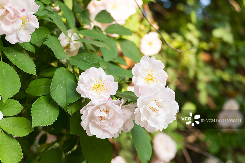 绿叶植物上盛开的白色玫瑰花图片素材