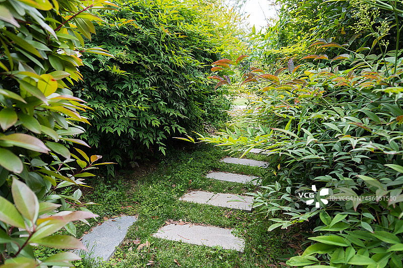 春意盎然的葱郁植物园小径图片素材