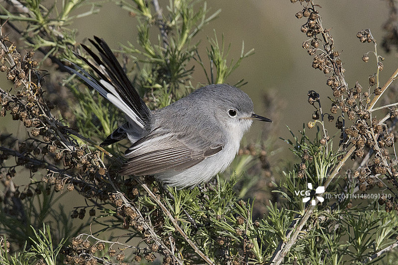 蓝色小嘲鸫栖息图片素材