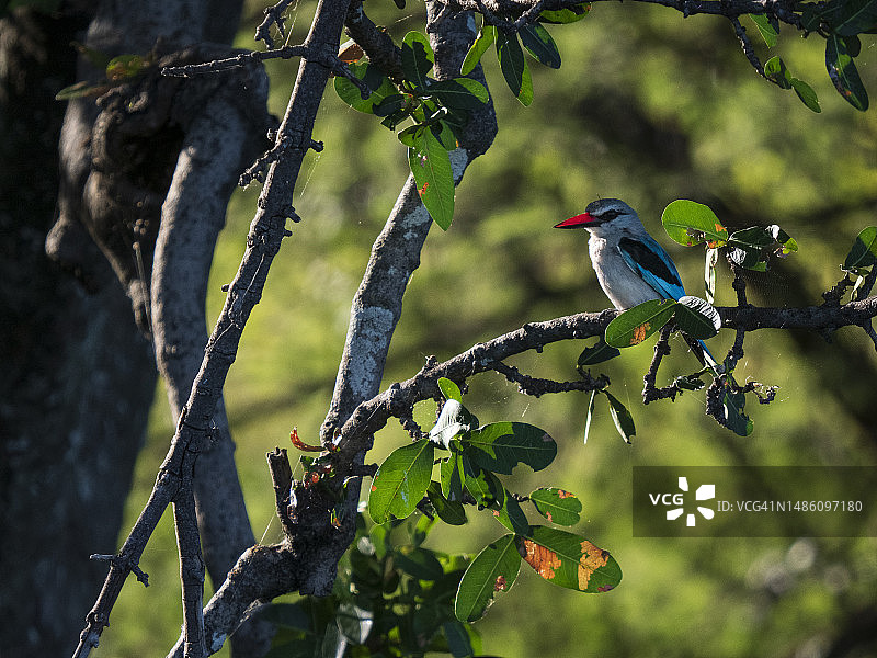 森渔翠鸟栖息在乔贝河畔图片素材