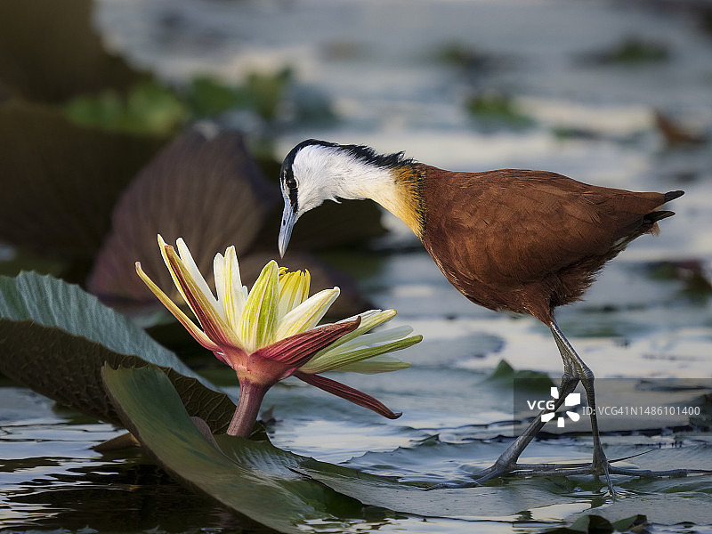 乔贝河中的非洲水雉图片素材