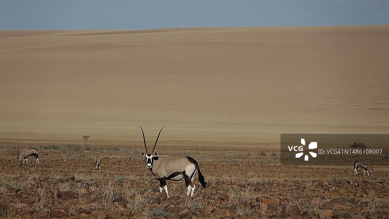 站在纳米比亚田野上的Oryx侧视图图片素材