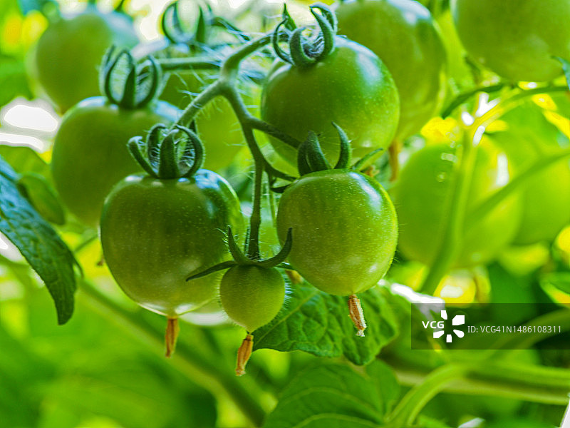 植物上生长的一簇绿色番茄图片素材