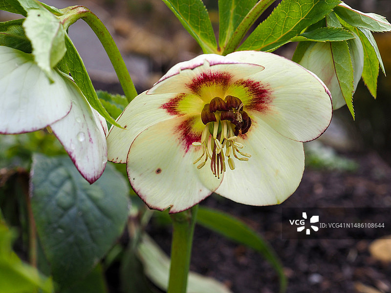 可爱的铁筷子花，嚏根草杂交品种图片素材