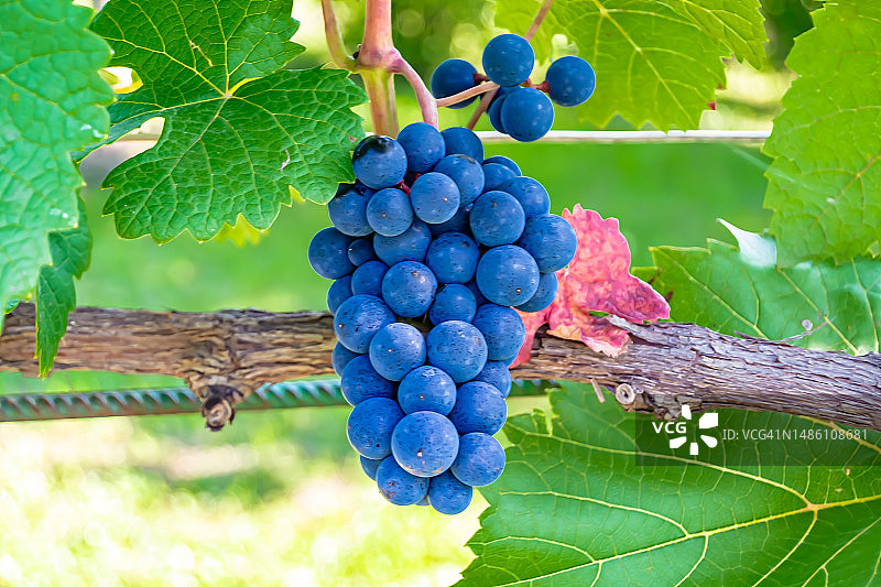 葡萄枝莓果摄影主题图片素材