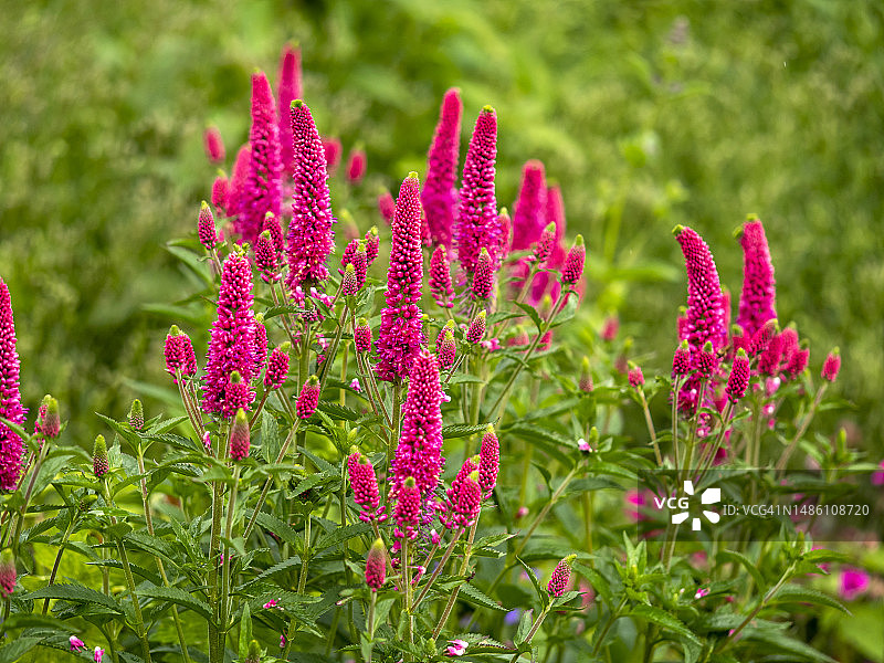 刚开放的粉色婆婆纳穗状花朵图片素材