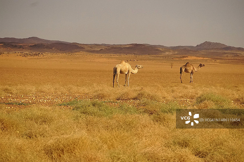 苏丹麦罗维的沙漠与晴朗天空的壮丽景色图片素材