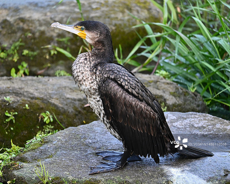 鸬鹚栖息在岩石上，日本福冈县北九州市，特写图片素材