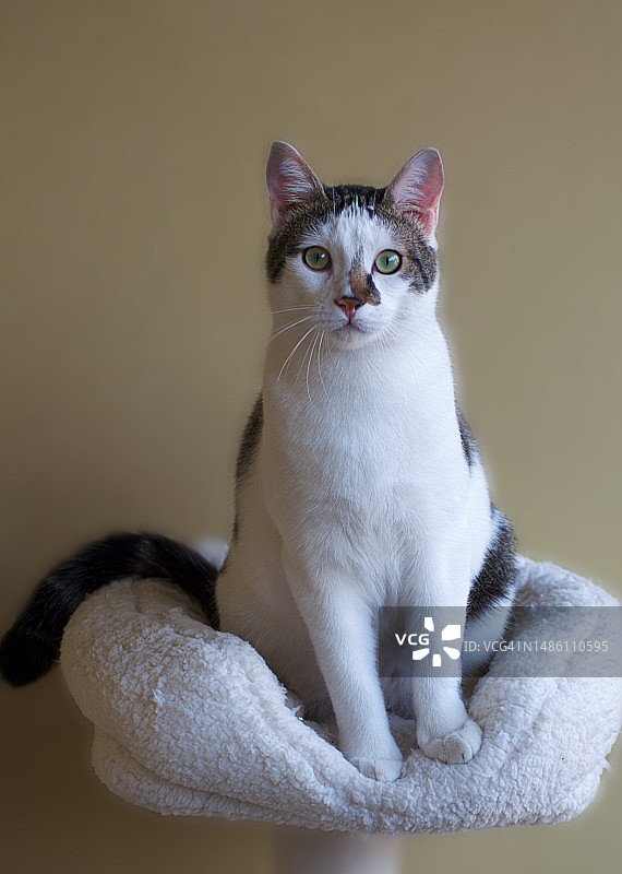 在意大利坐着并看着相机的猫的特写肖像图片素材