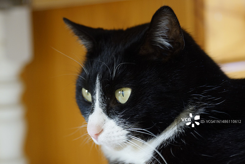 黑猫特写图片素材