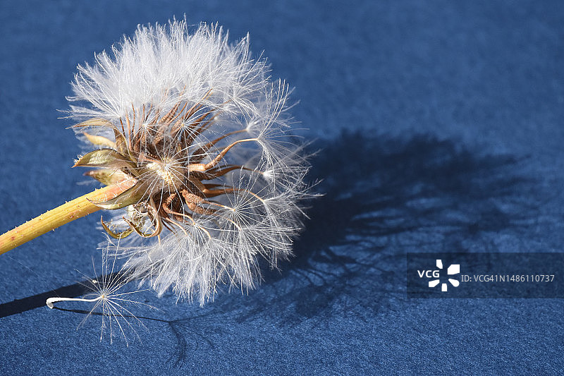 蓝色桌子上蒲公英特写，葡萄牙图片素材