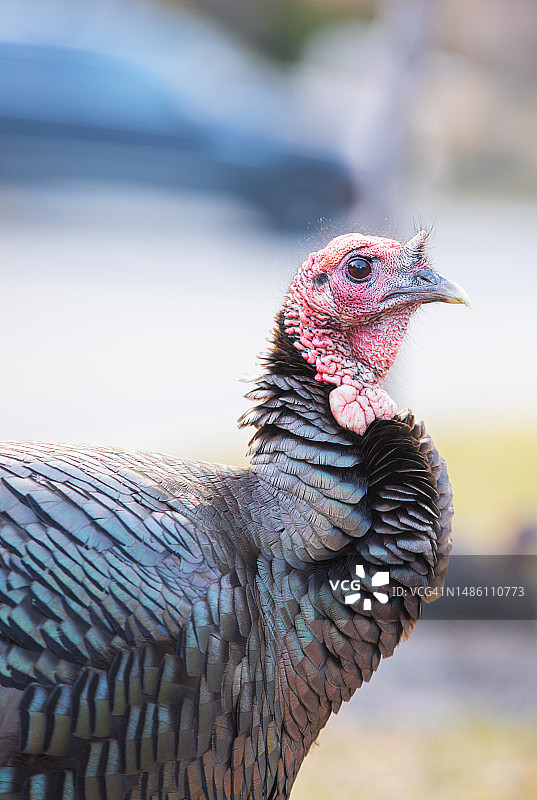 孔雀特写图片素材