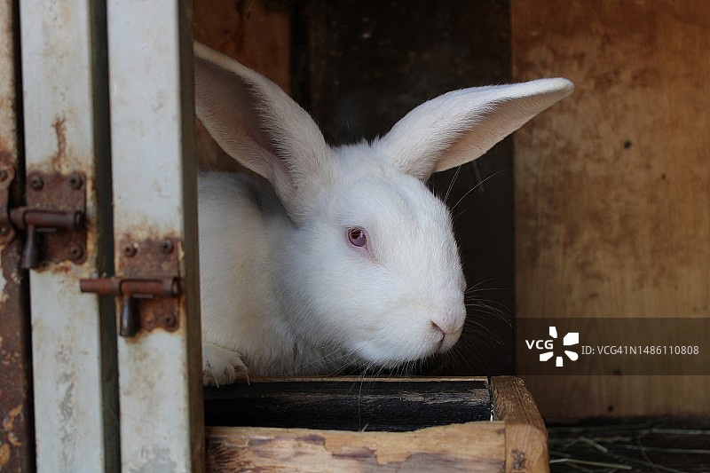 葡萄牙笼中兔子特写图片素材