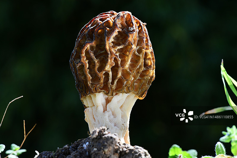 户外生长的蘑菇特写，法国图片素材