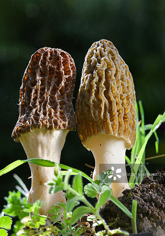 法国田野里生长的羊肚菌特写图片素材