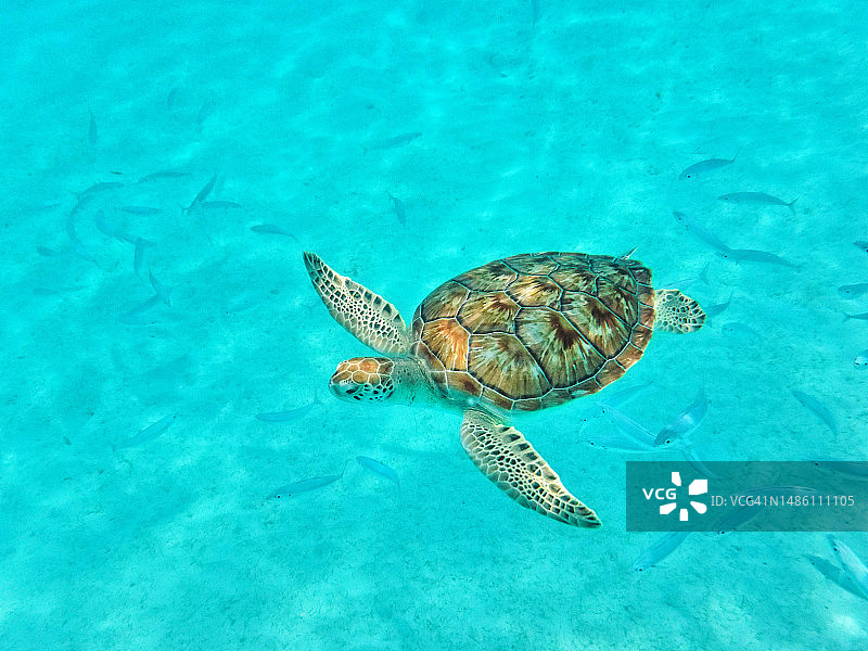 巴巴多斯海中海龟游泳高角度景观图片素材