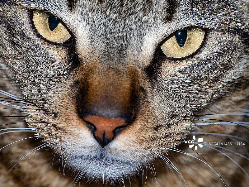 猫的特写，西班牙塔拉戈纳埃尔文德雷尔图片素材