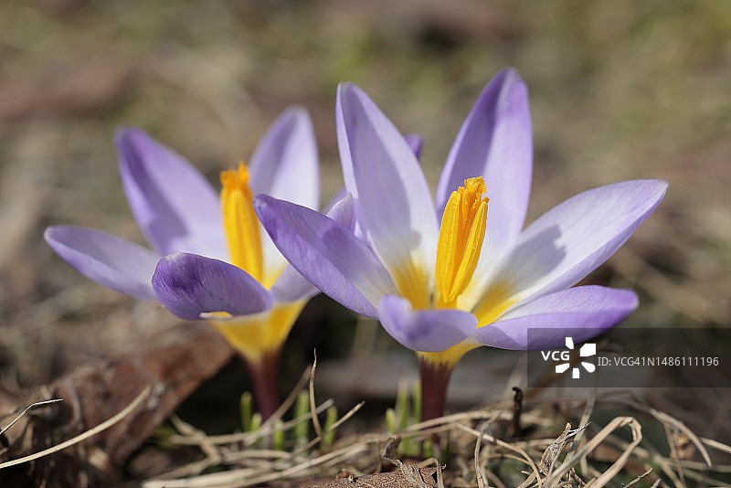 俄罗斯田野上的紫色番红花特写图片素材