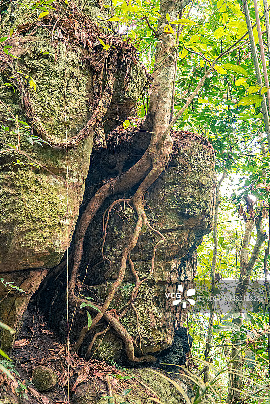 亚马逊丛林岩石中的树根图片素材