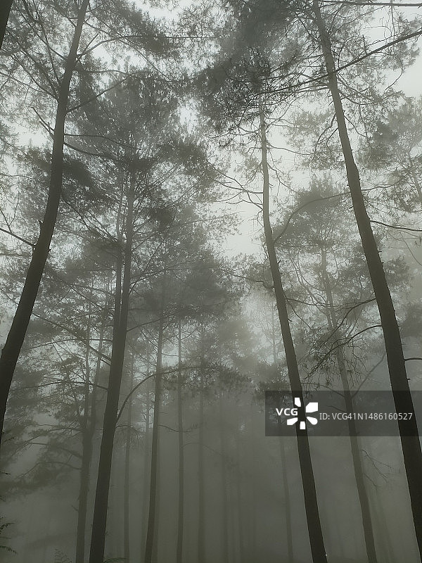 迷雾森林图片素材