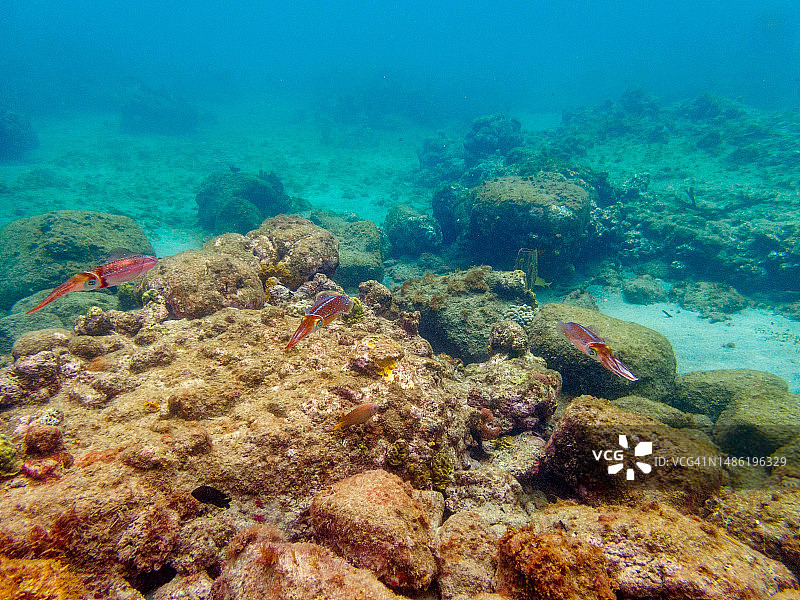 东加勒比海岛国圣卢西亚的水下海洋生物图片素材