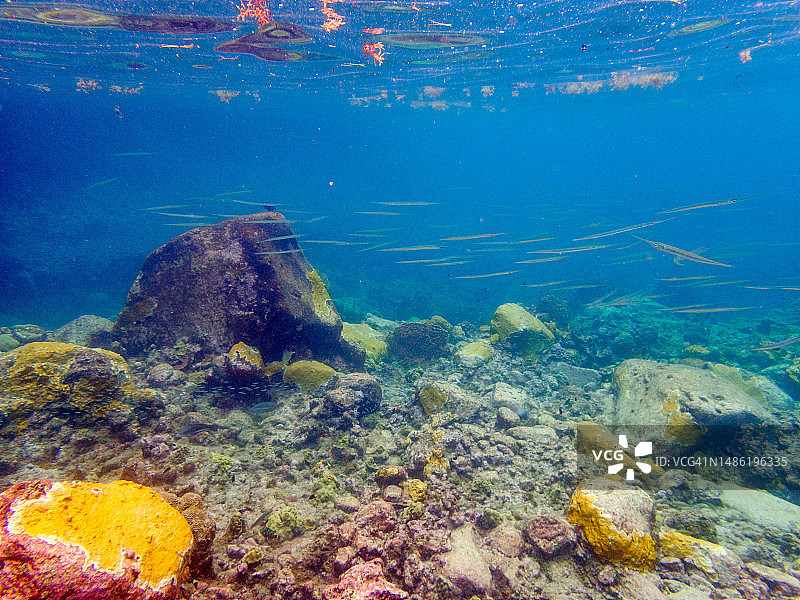 东加勒比海岛国圣卢西亚的水下海洋生物图片素材