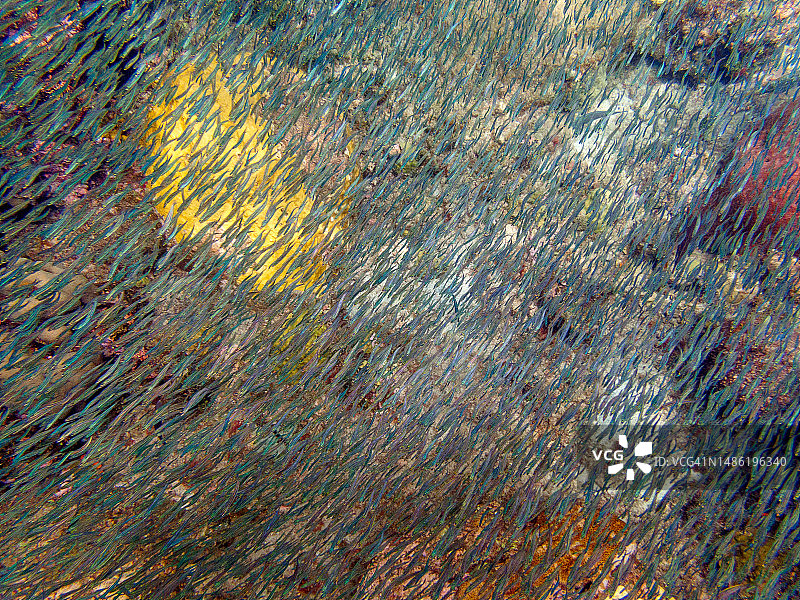 东加勒比海岛国圣卢西亚的水下海洋生物图片素材