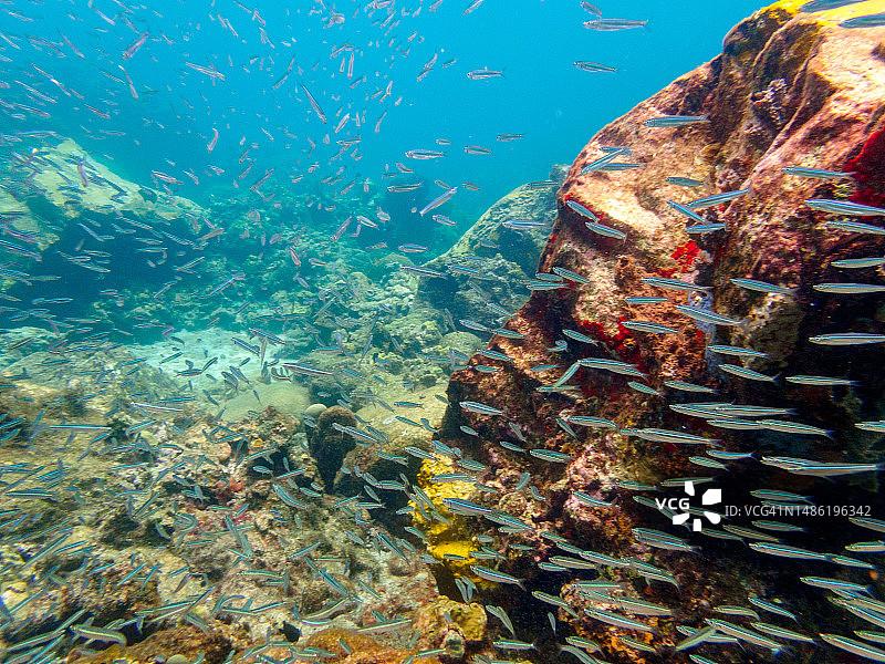 东加勒比海岛国圣卢西亚的水下海洋生物图片素材