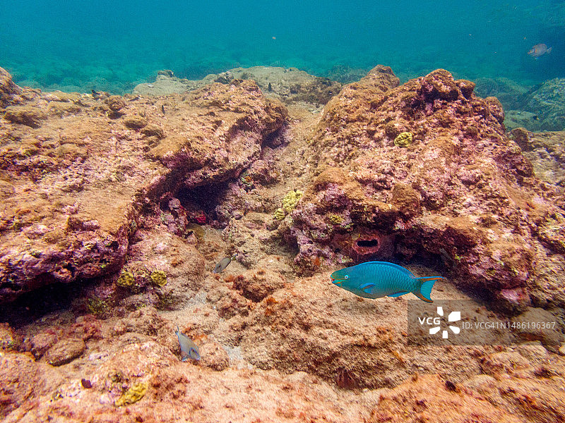东加勒比海岛国圣卢西亚的水下海洋生物图片素材
