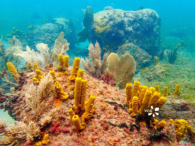 东加勒比海岛国圣卢西亚的水下海洋生物图片素材