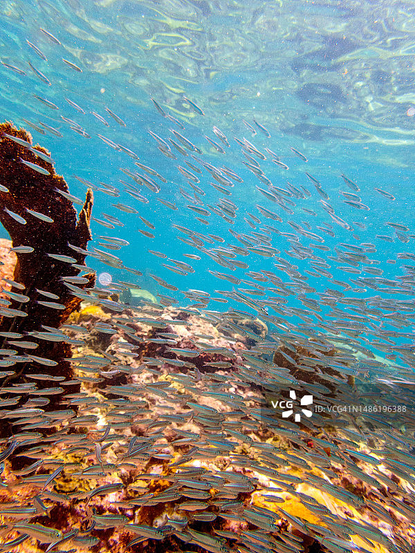 东加勒比海岛国圣卢西亚的水下海洋生物图片素材