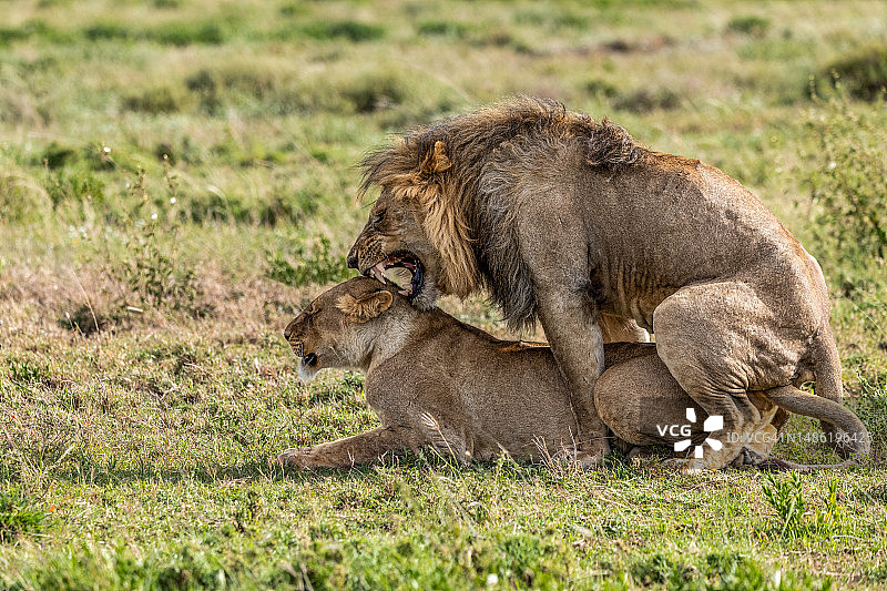 在塞伦盖蒂平原上交配的非洲雄狮和雌狮图片素材