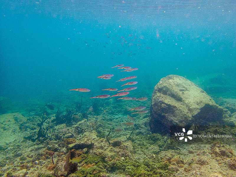 东加勒比海圣卢西亚：Anse Piton海洋保护区的水下生物图片素材