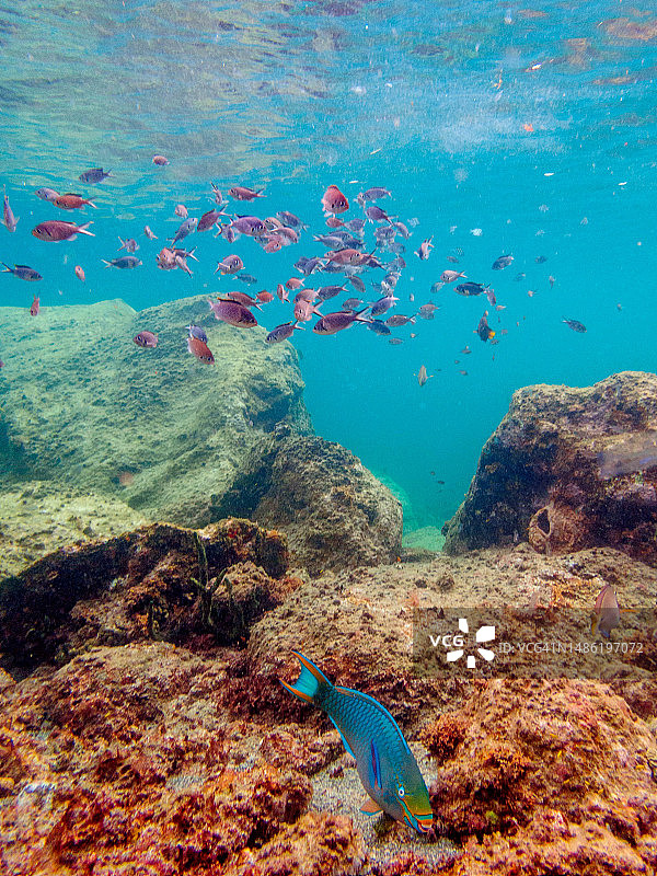 东加勒比海圣卢西亚：Anse Piton海洋保护区的水下生物图片素材