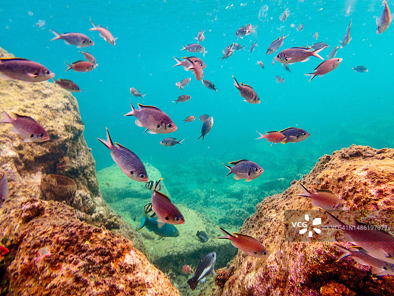 东加勒比海圣卢西亚：Anse Piton海洋保护区的水下生物图片素材