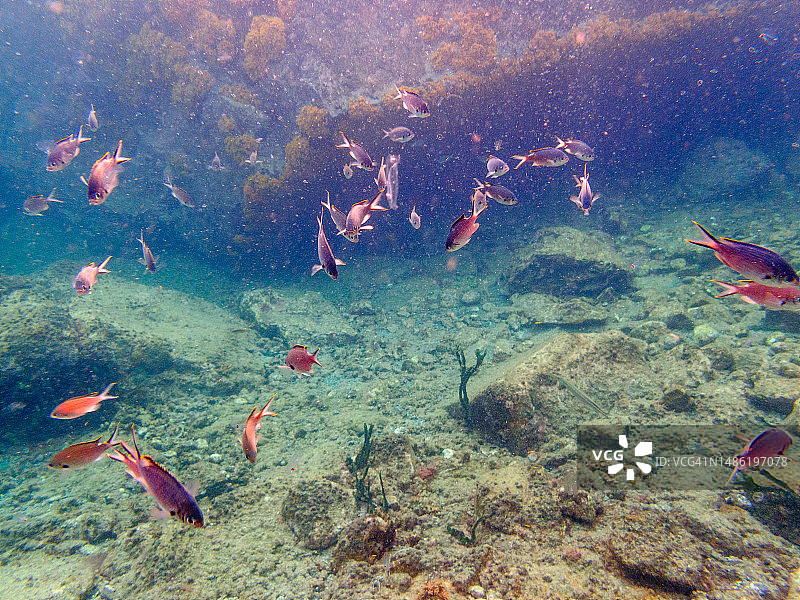 东加勒比海圣卢西亚：Anse Piton海洋保护区的水下生物图片素材