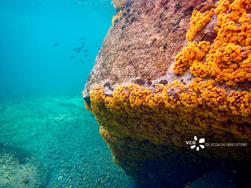 东加勒比海圣卢西亚：Anse Piton海洋保护区的水下生物图片素材
