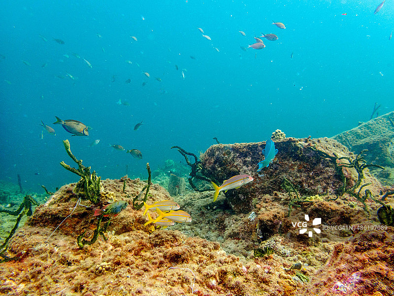 东加勒比海圣卢西亚：Anse Piton海洋保护区的水下生物图片素材