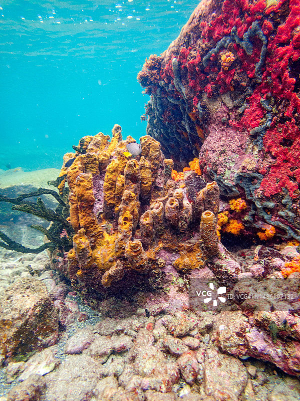 东加勒比海圣卢西亚：Anse Piton海洋保护区的水下生物图片素材