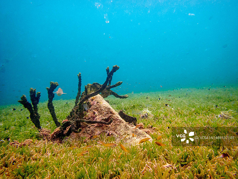 东加勒比海圣卢西亚：Anse Piton海洋保护区的水下生物图片素材