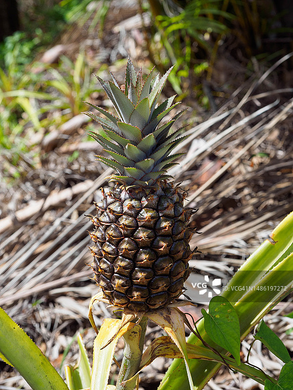 圣卢西亚岛上的菠萝图片素材