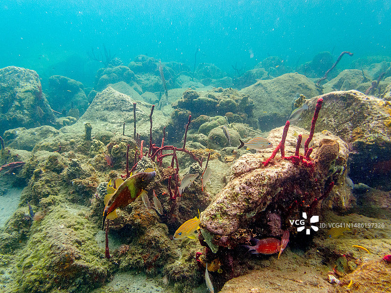 东加勒比海圣卢西亚：Anse Piton海洋保护区的水下生物图片素材
