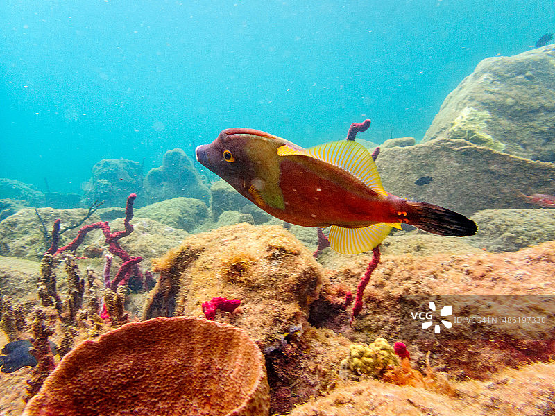 东加勒比海圣卢西亚：Anse Piton海洋保护区的水下生物图片素材
