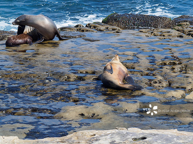 加利福尼亚州拉霍亚崎岖海岸线上的海狮图片素材