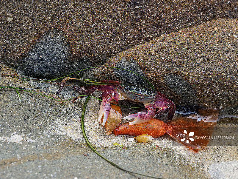 加利福尼亚州拉霍亚崎岖海岸线上的螃蟹图片素材