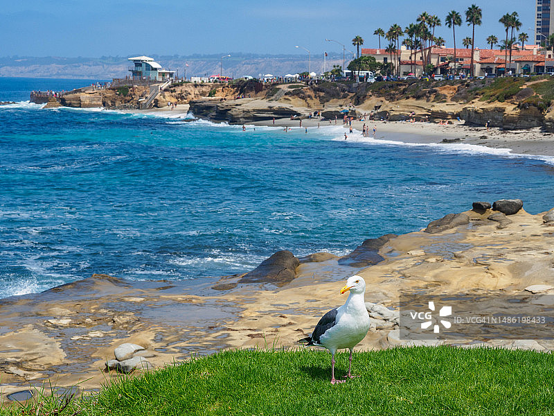 加利福尼亚州拉霍亚崎岖海岸线上的海鸥图片素材