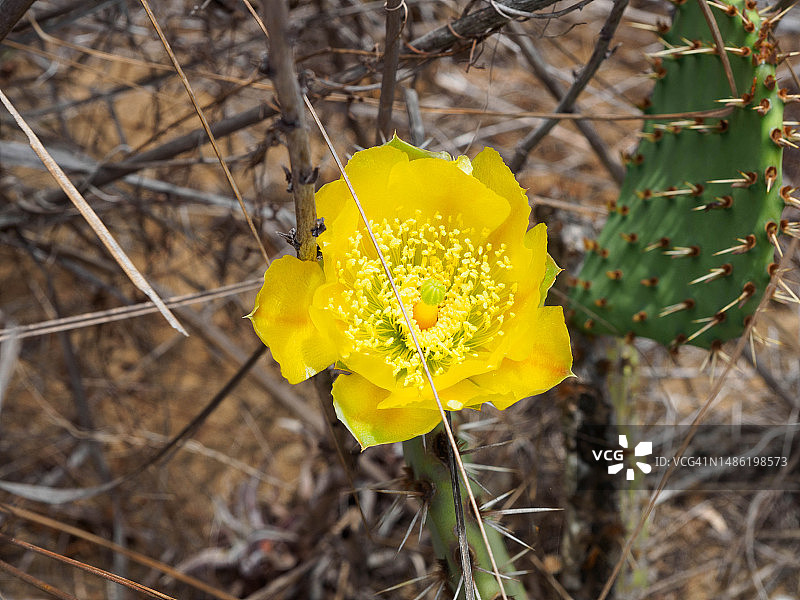 加利福尼亚州托里松州立自然保护区的仙人掌图片素材