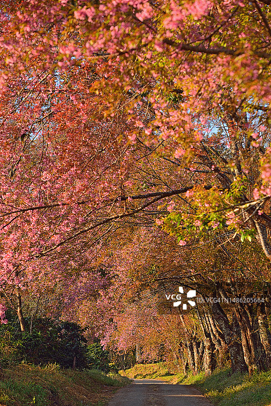 清迈茵他侬山坤旺的野生喜马拉雅樱桃图片素材