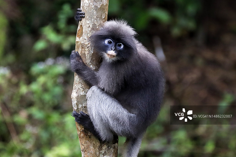 树枝上的可爱叶猴图片素材